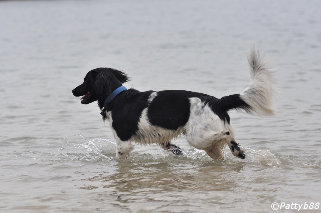 Stabyhoun.nl Stabyhoun.nl