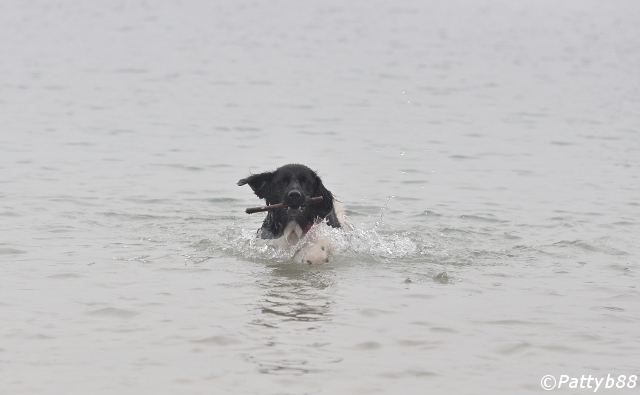 Stabyhoun.nl Stabyhoun.nl