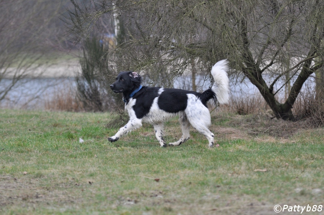 Stabyhoun.nl Stabyhoun.nl