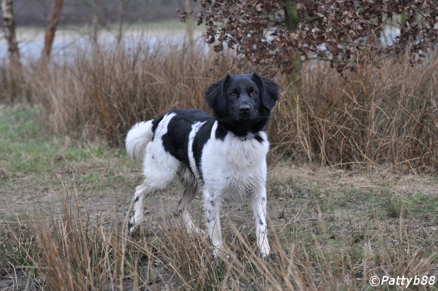 Stabyhoun.nl Stabyhoun.nl