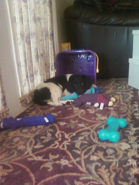 Stabyhoun.nl Stabyhoun.nl