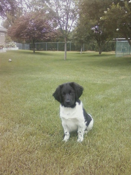 Stabyhoun.nl Stabyhoun.nl