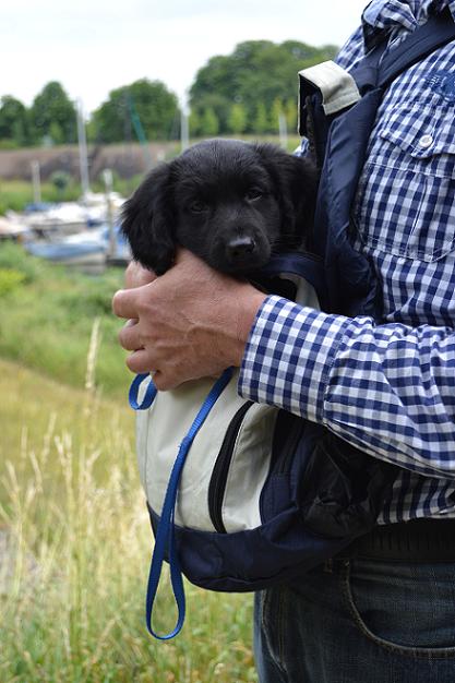 Stabyhoun.nl Stabyhoun.nl