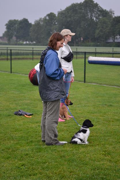 Stabyhoun.nl Stabyhoun.nl