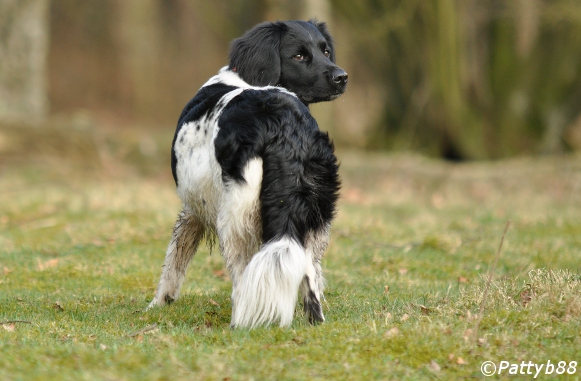 Stabyhoun.nl Stabyhoun.nl