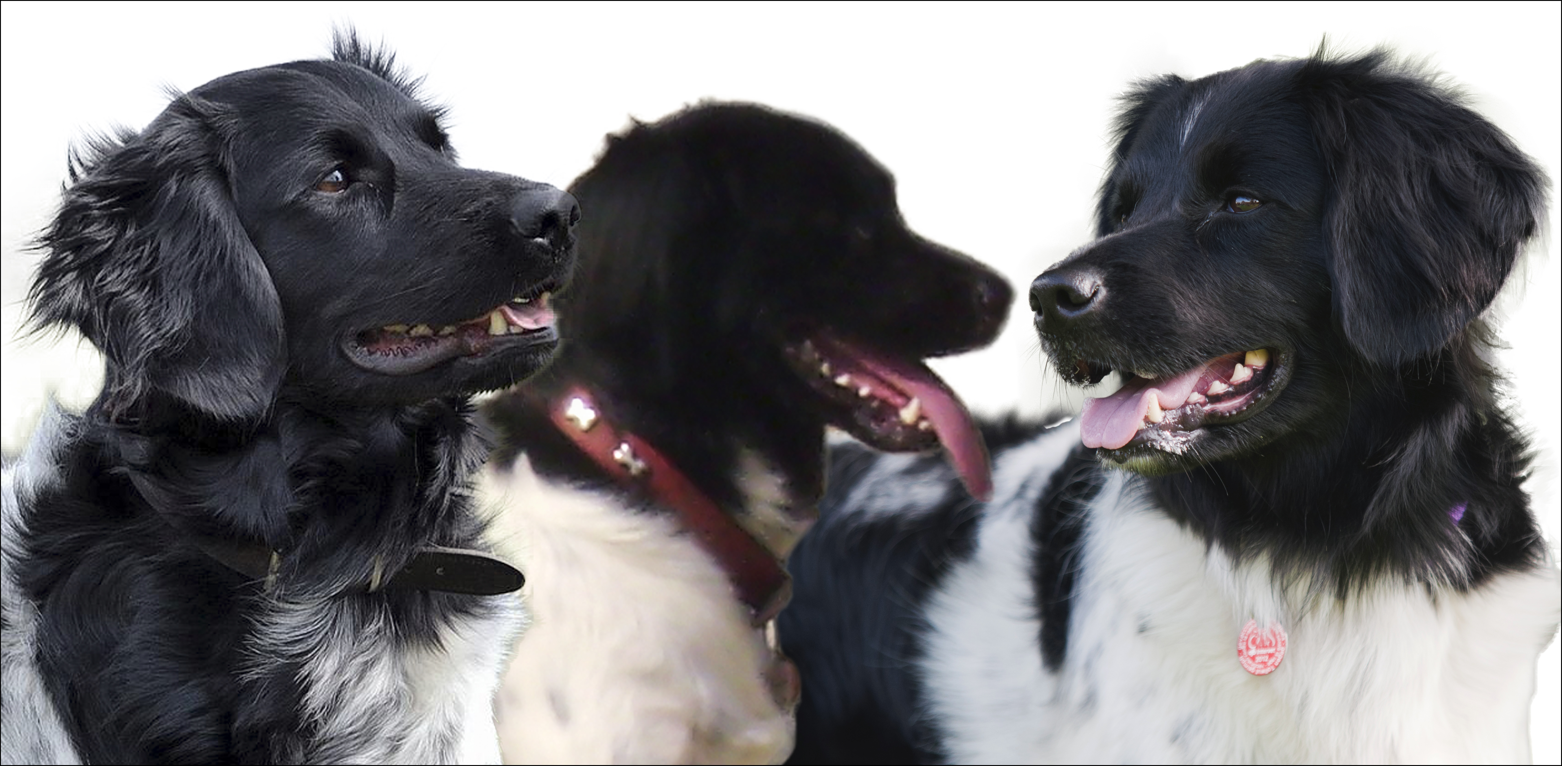 Stabyhoun.nl Stabyhoun.nl