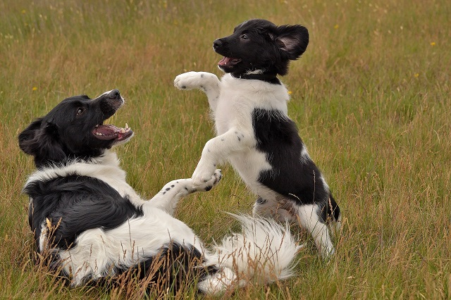 Stabyhoun.nl Stabyhoun.nl