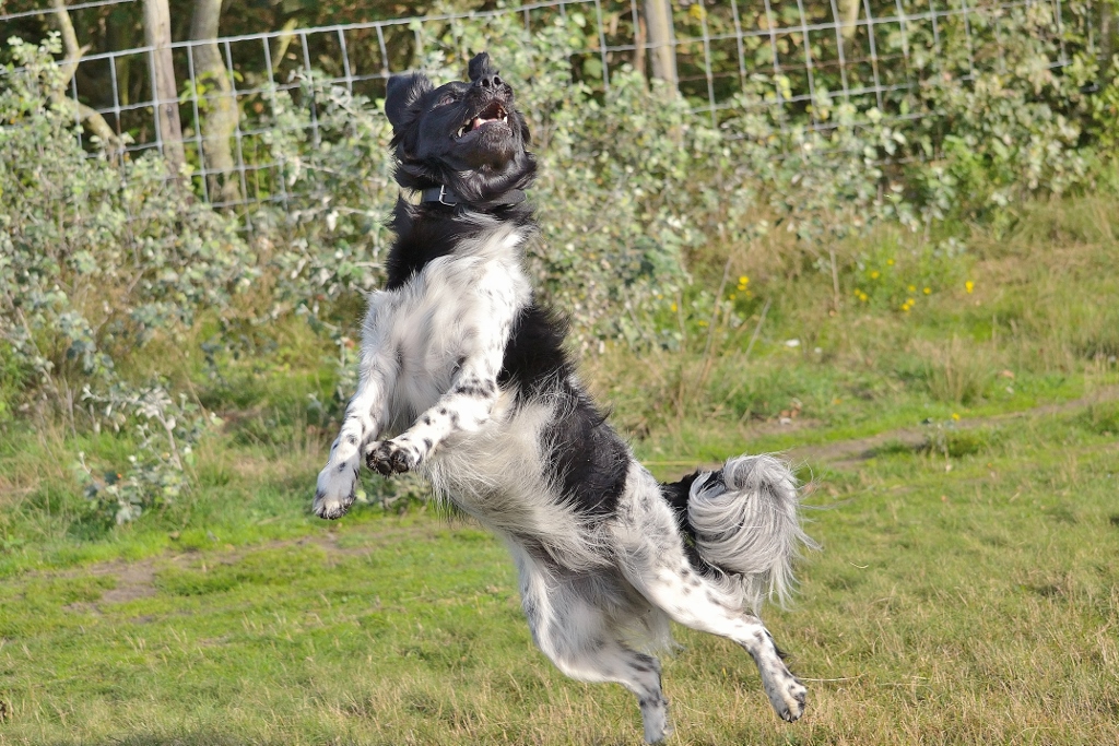 Stabyhoun.nl Stabyhoun.nl