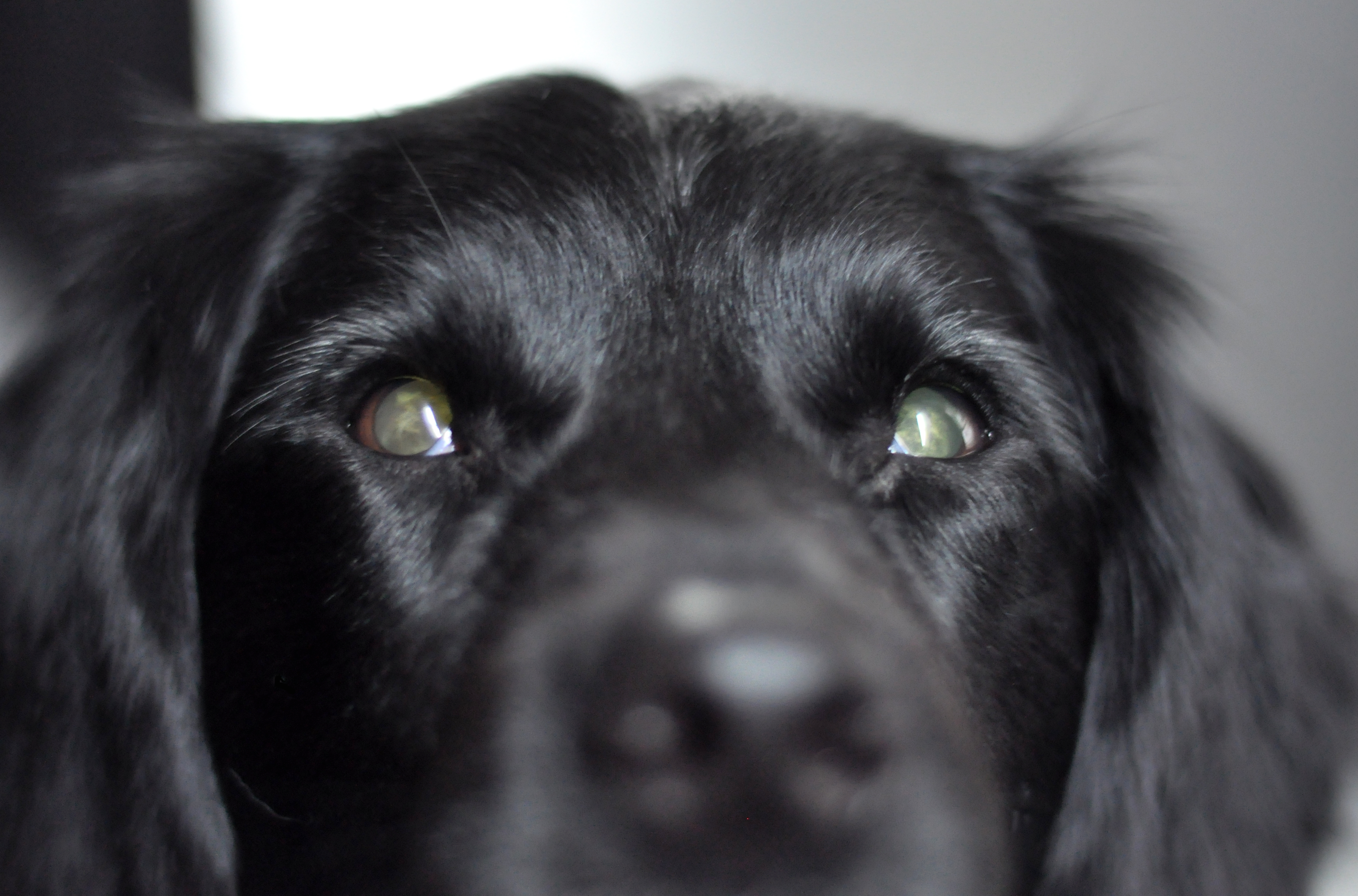 Stabyhoun.nl Stabyhoun.nl