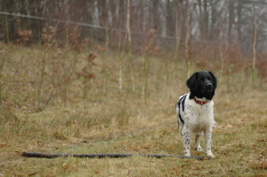 Stabyhoun.nl Stabyhoun.nl