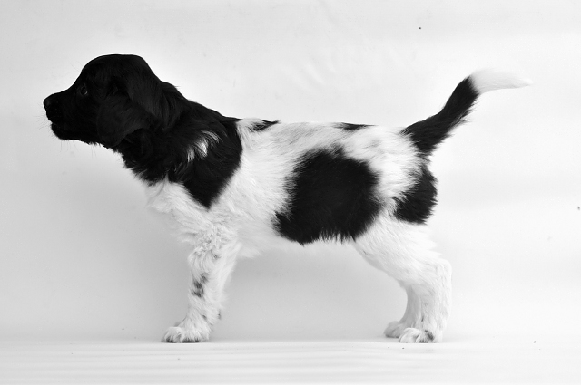 Stabyhoun.nl Stabyhoun.nl