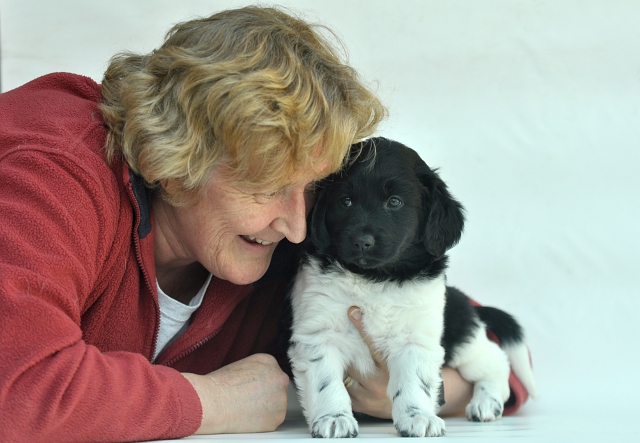 Stabyhoun.nl Stabyhoun.nl