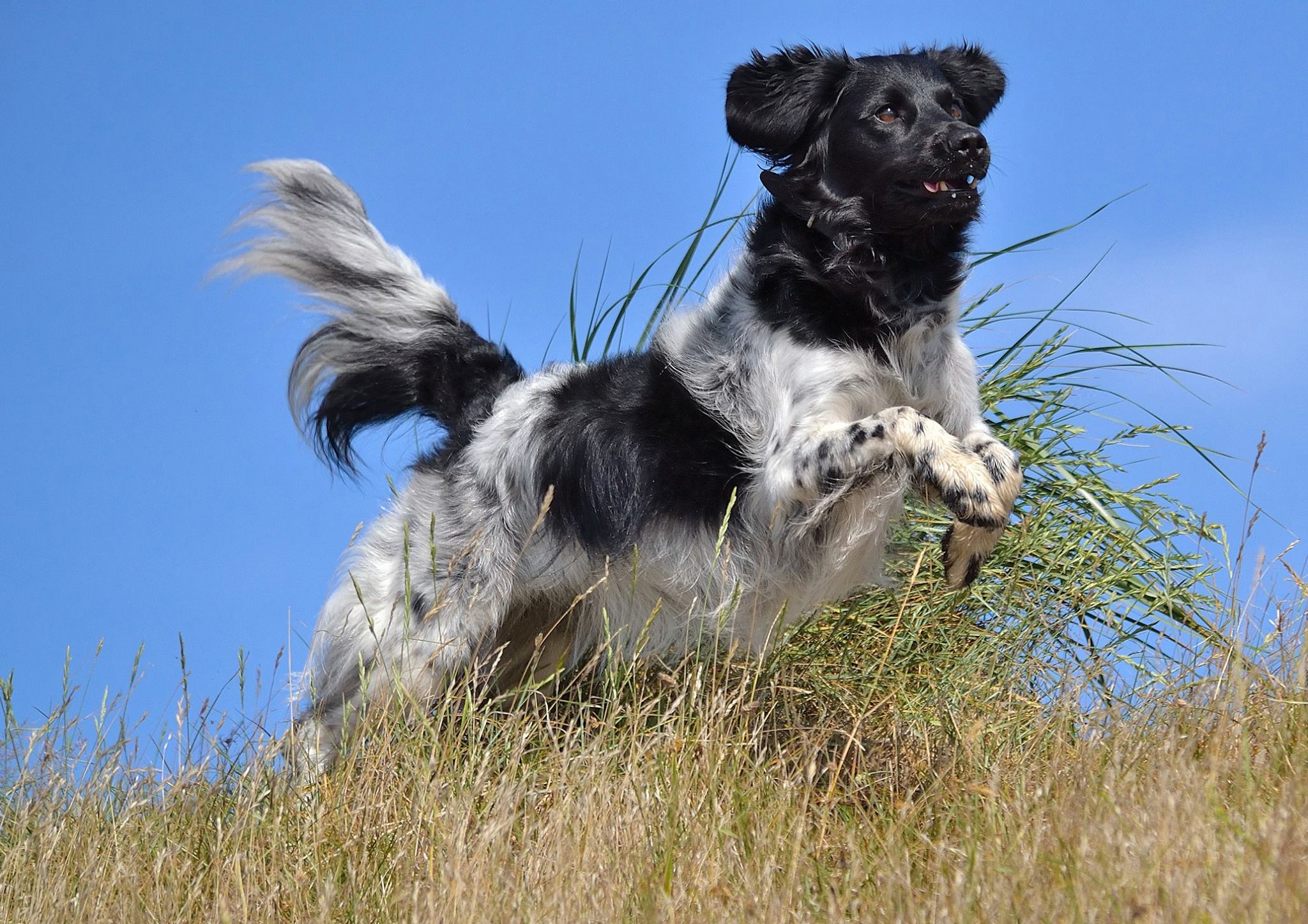 Stabyhoun.nl Stabyhoun.nl