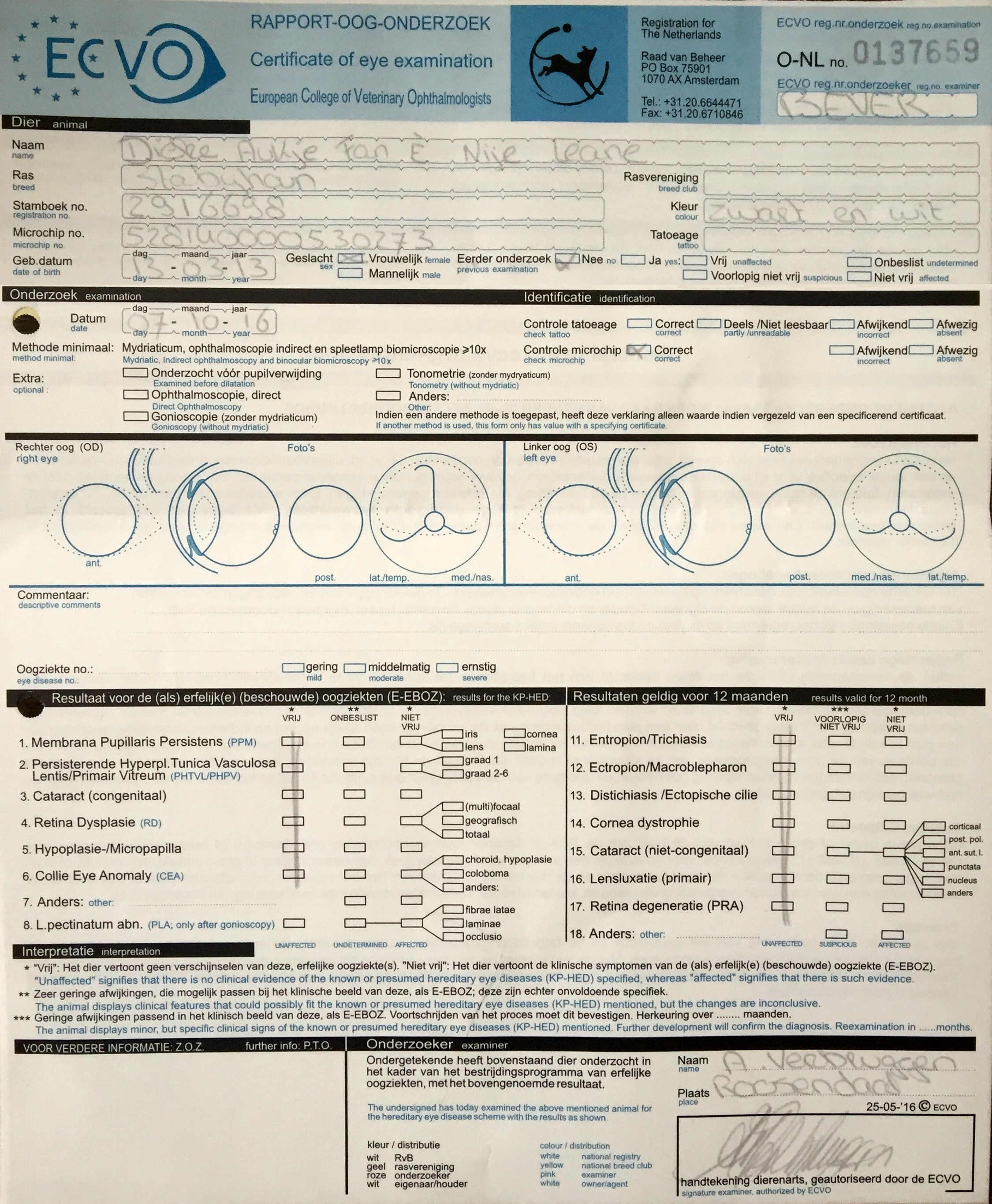 Stabyhoun.nl Stabyhoun.nl