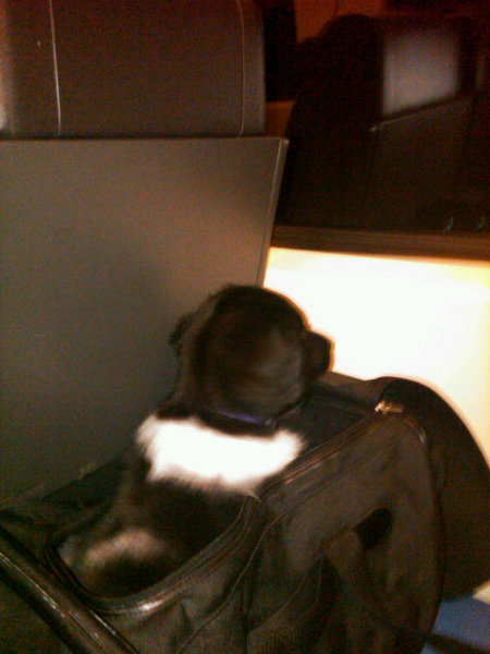 Stabyhoun.nl Stabyhoun.nl