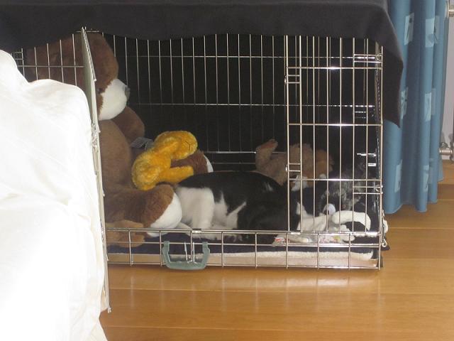 Stabyhoun.nl Stabyhoun.nl