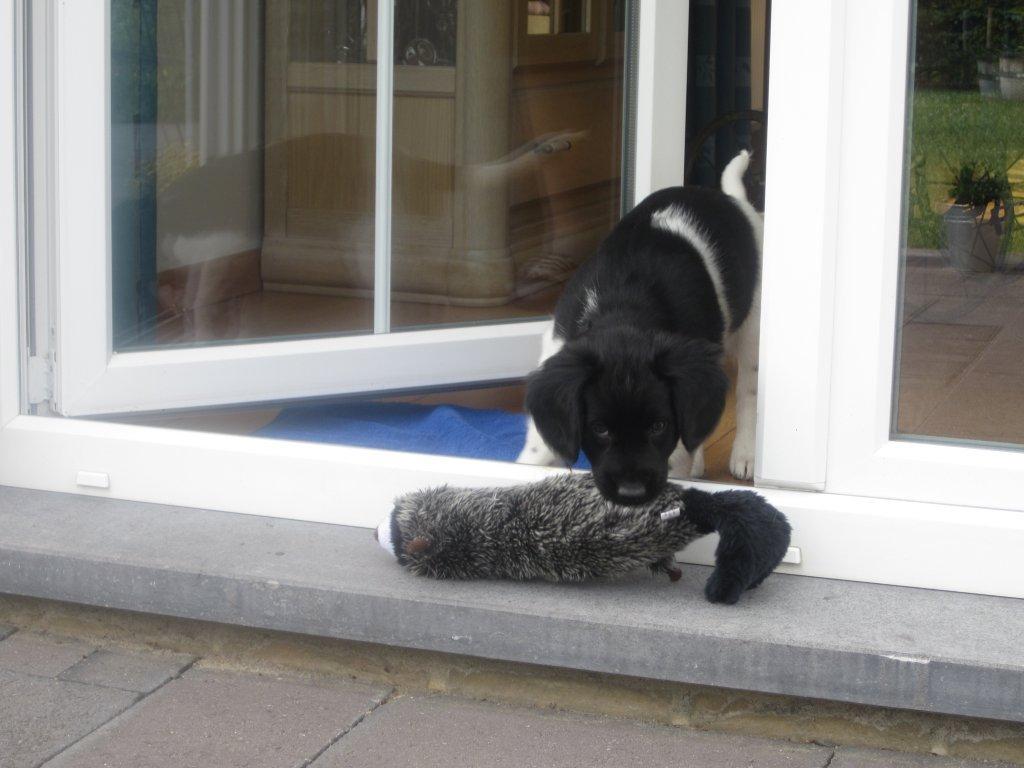 Stabyhoun.nl Stabyhoun.nl