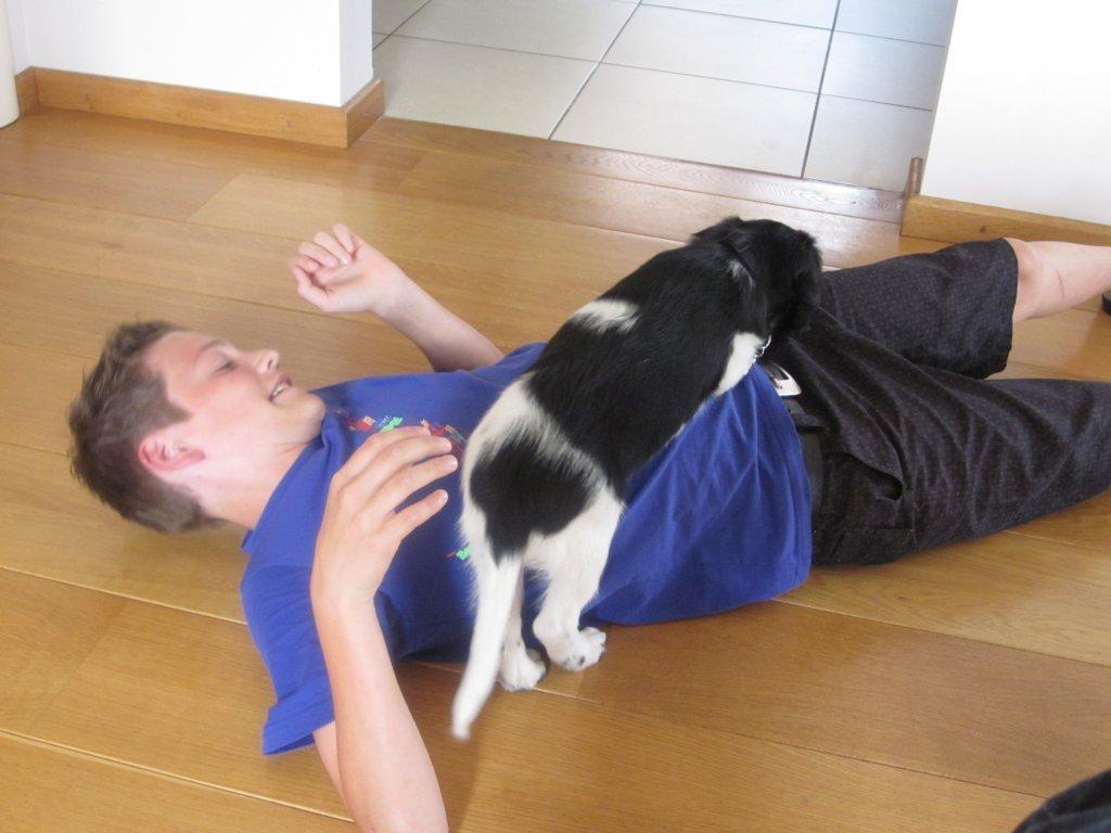 Stabyhoun.nl Stabyhoun.nl