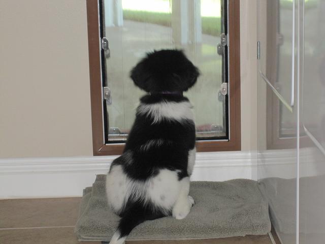 Stabyhoun.nl Stabyhoun.nl