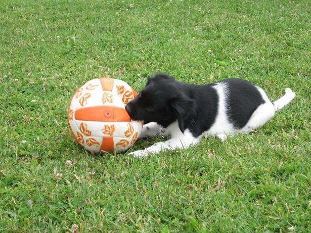 Stabyhoun.nl Stabyhoun.nl