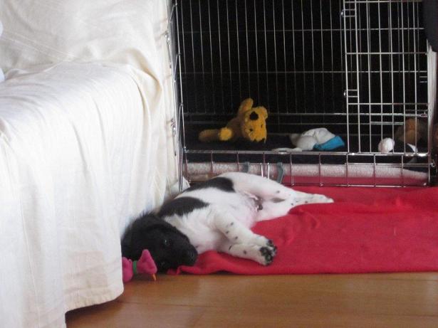 Stabyhoun.nl Stabyhoun.nl