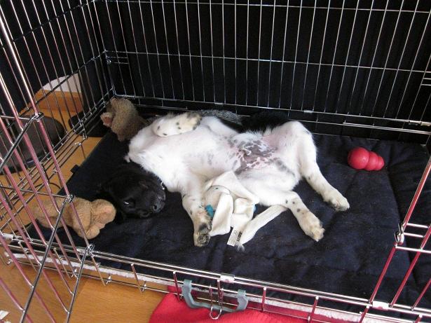 Stabyhoun.nl Stabyhoun.nl