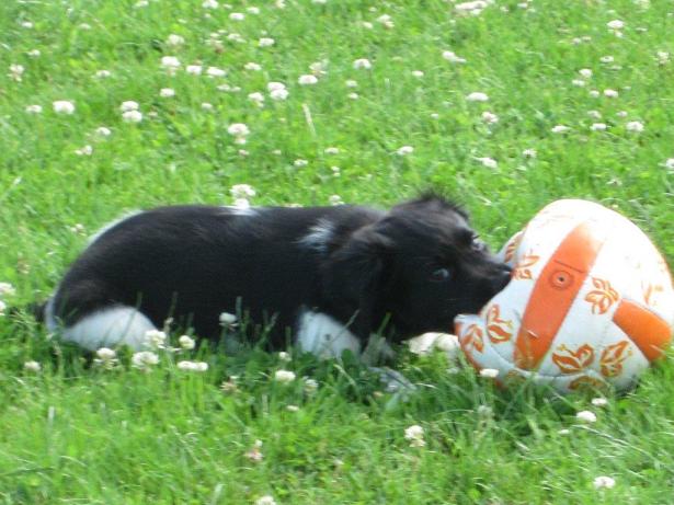 Stabyhoun.nl Stabyhoun.nl