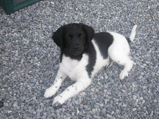 Stabyhoun.nl Stabyhoun.nl