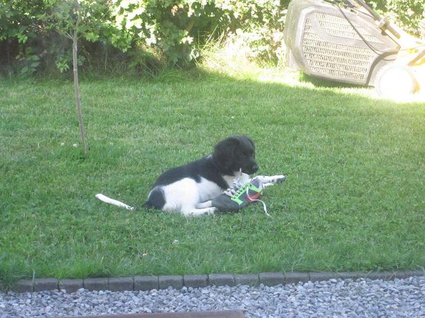 Stabyhoun.nl Stabyhoun.nl