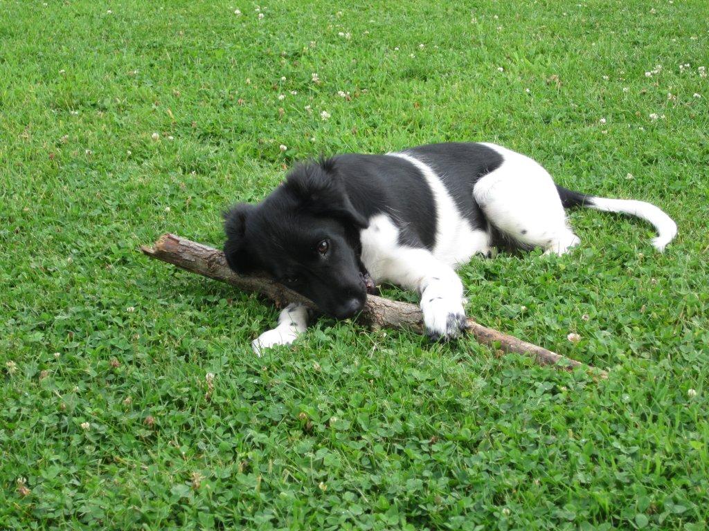 Stabyhoun.nl Stabyhoun.nl