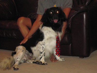 Stabyhoun.nl Stabyhoun.nl