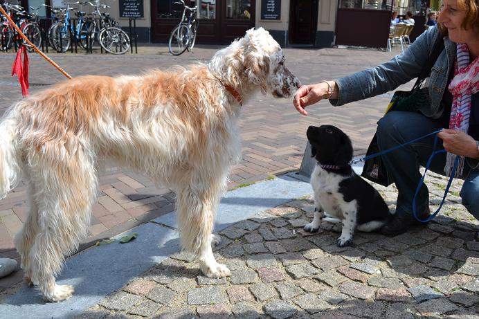 Stabyhoun.nl Stabyhoun.nl