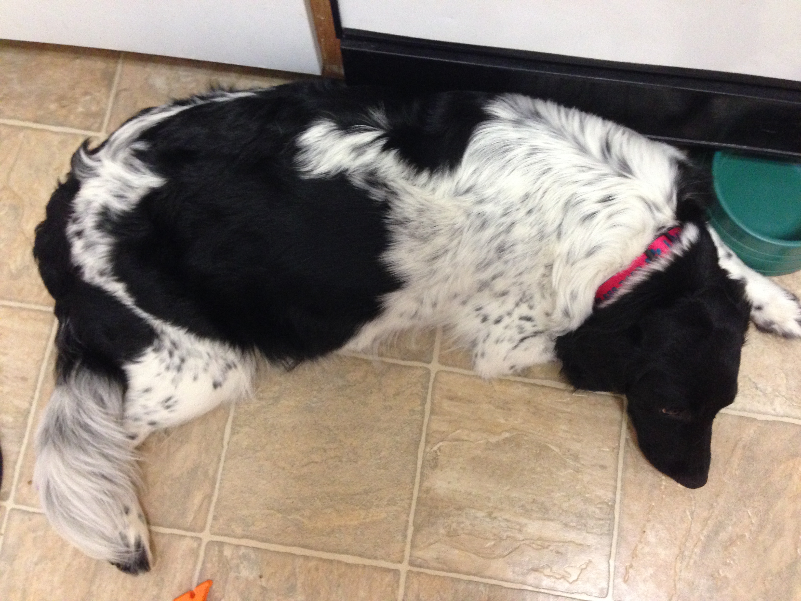 Stabyhoun.nl Stabyhoun.nl