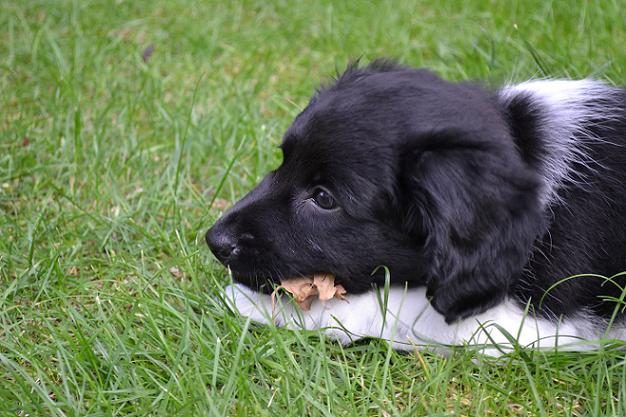 Stabyhoun.nl Stabyhoun.nl