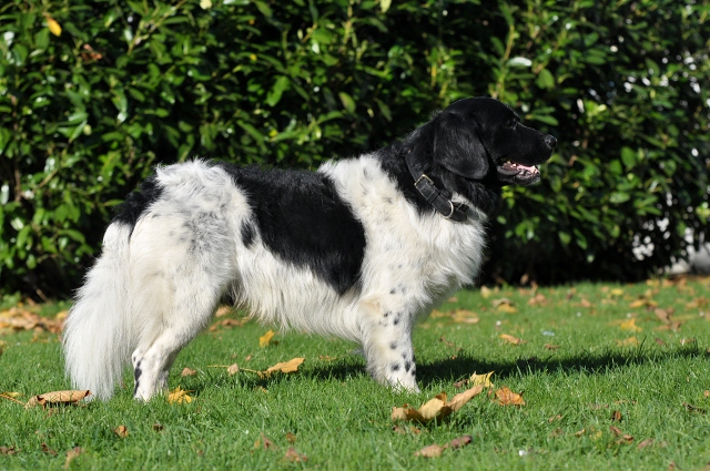 Stabyhoun.nl Stabyhoun.nl