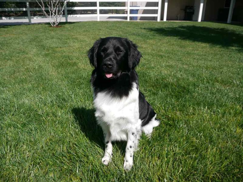 Stabyhoun.nl Stabyhoun.nl