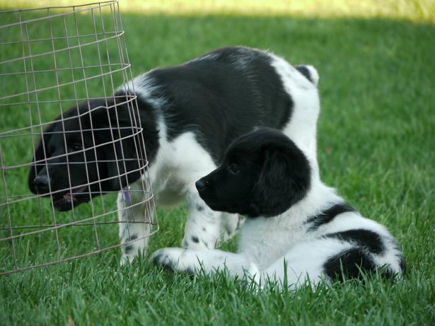 Stabyhoun.nl Stabyhoun.nl