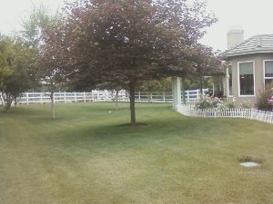 Stabyhoun.nl Stabyhoun.nl