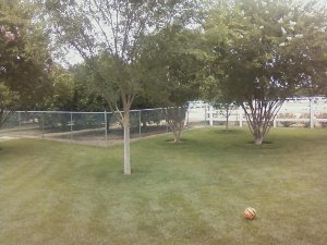 Stabyhoun.nl Stabyhoun.nl