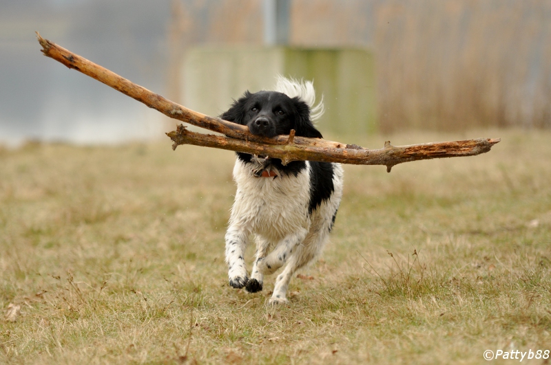 Stabyhoun.nl Stabyhoun.nl