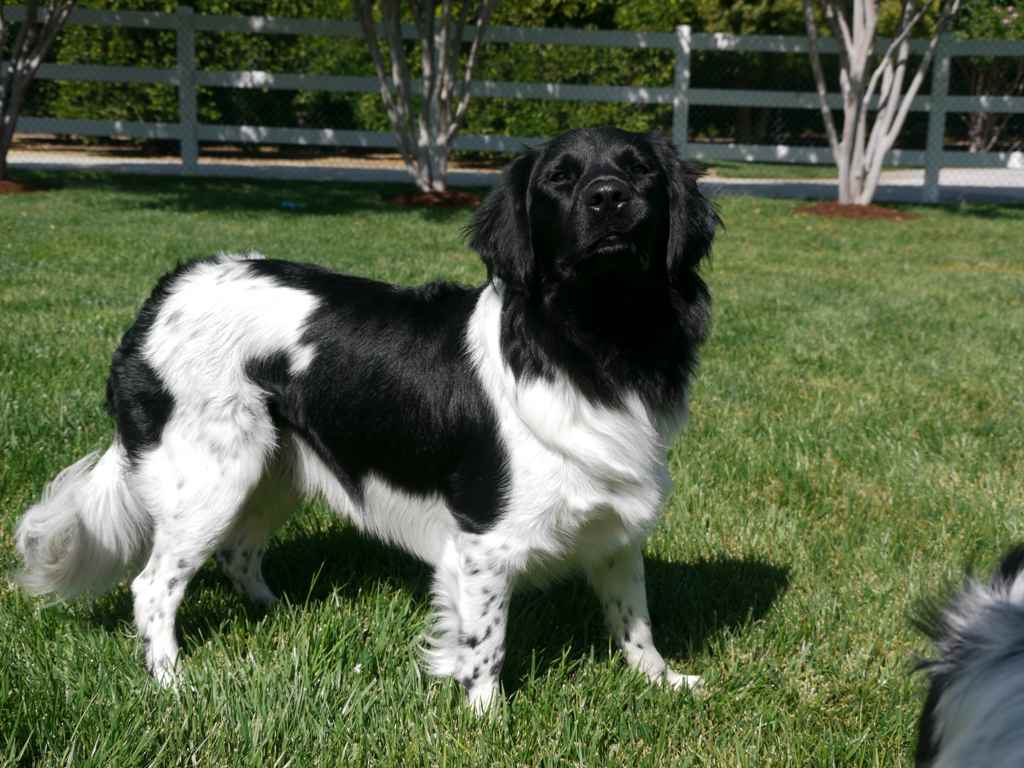 Stabyhoun.nl Stabyhoun.nl