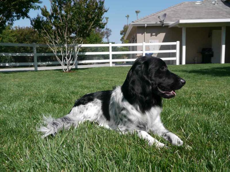 Stabyhoun.nl Stabyhoun.nl