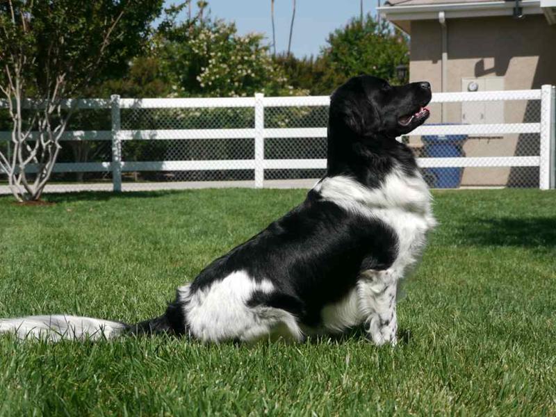 Stabyhoun.nl Stabyhoun.nl