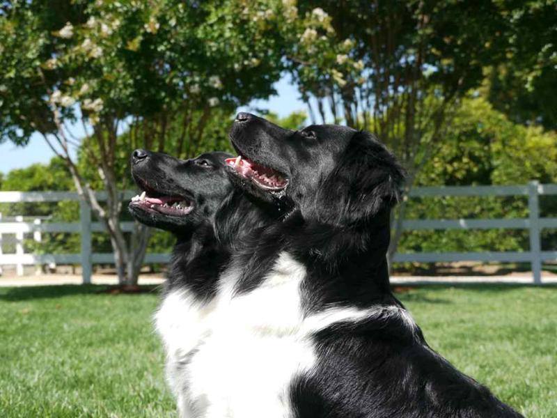 Stabyhoun.nl Stabyhoun.nl