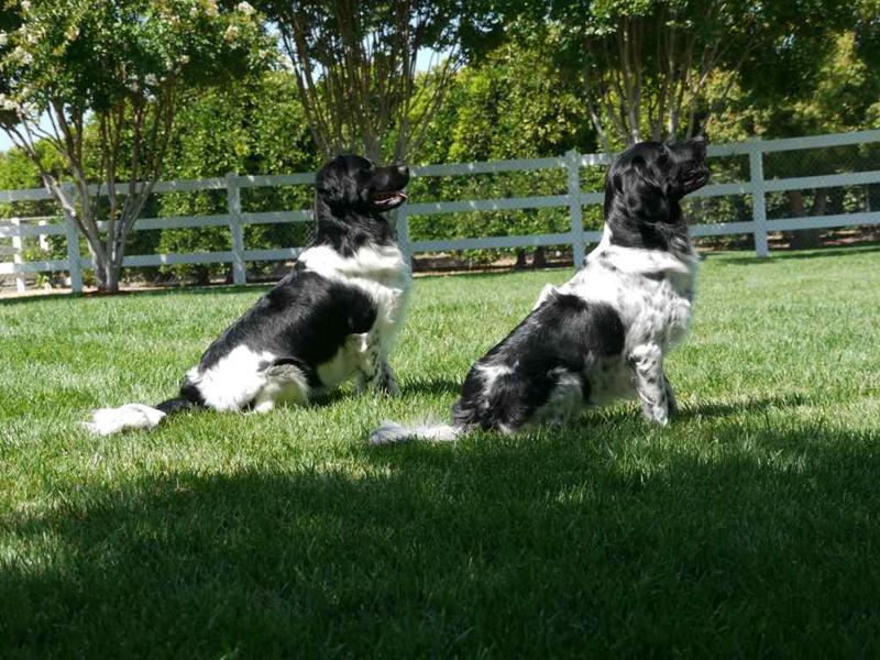 Stabyhoun.nl Stabyhoun.nl