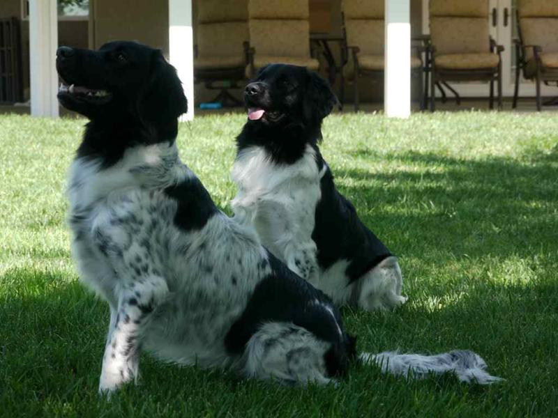 Stabyhoun.nl Stabyhoun.nl