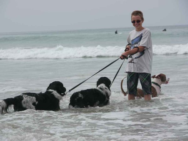 Stabyhoun.nl Stabyhoun.nl