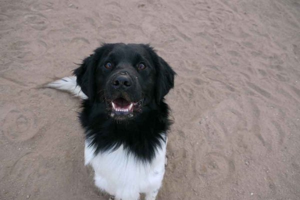 Stabyhoun.nl Stabyhoun.nl