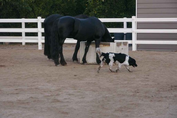 Stabyhoun.nl Stabyhoun.nl