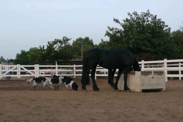 Stabyhoun.nl Stabyhoun.nl